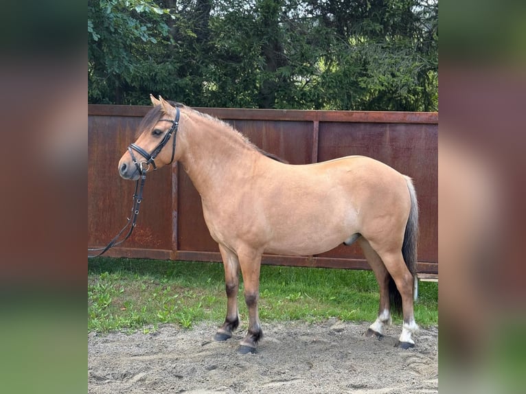Plus de poneys/petits chevaux Croisé Hongre 6 Ans 143 cm Isabelle in Gummern