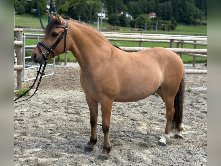 Plus de poneys/petits chevaux Croisé Hongre 6 Ans 143 cm Isabelle in Gummern