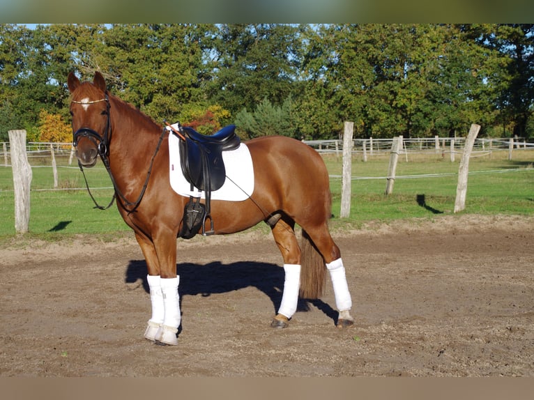 Plus de poneys/petits chevaux Hongre 6 Ans 145 cm Alezan in Burgwedel