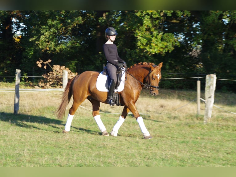 Plus de poneys/petits chevaux Hongre 6 Ans 145 cm Alezan in Burgwedel