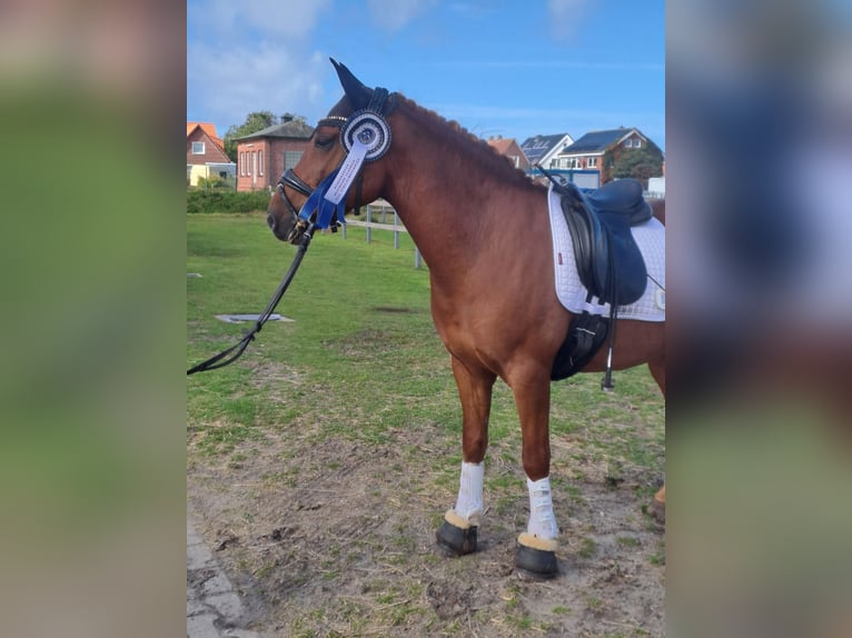 Plus de poneys/petits chevaux Hongre 6 Ans 145 cm Alezan in Burgwedel