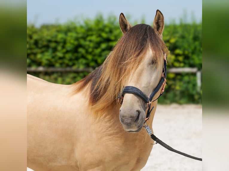 Plus de poneys/petits chevaux Hongre 6 Ans 145 cm Isabelle in Neustadt (Wied)