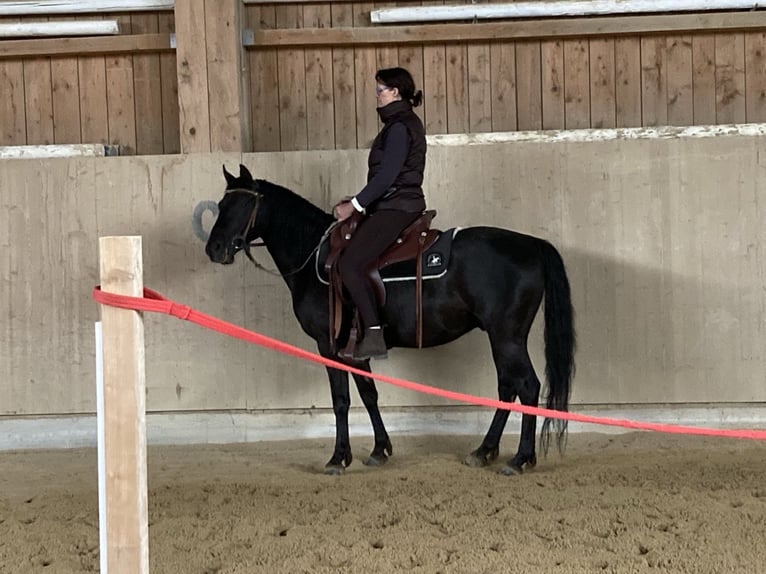 Plus de poneys/petits chevaux Hongre 6 Ans 145 cm Noir in Wittingen