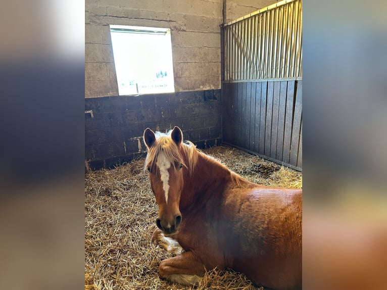 Plus de poneys/petits chevaux Hongre 6 Ans 147 cm Alezan in Schloß Holte-Stukenbrock