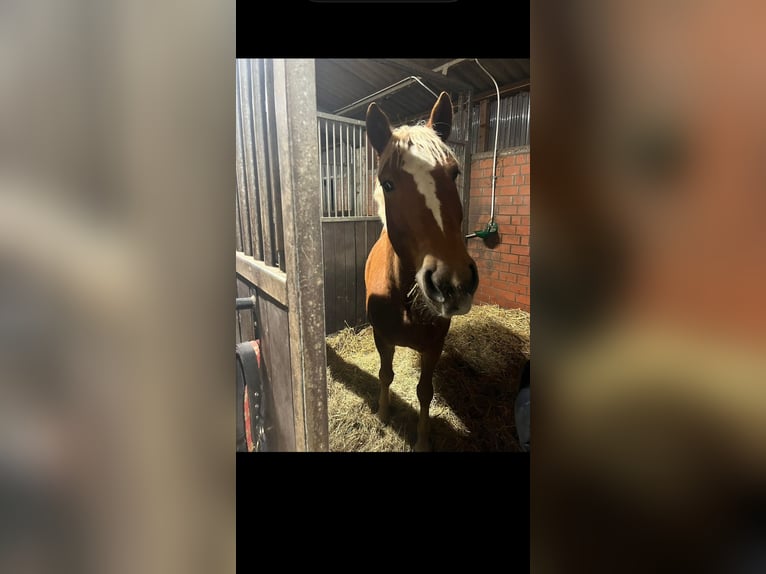 Plus de poneys/petits chevaux Hongre 6 Ans 147 cm Alezan in Schloß Holte-Stukenbrock