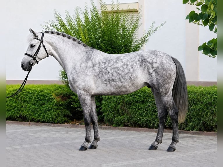 Plus de poneys/petits chevaux Hongre 6 Ans 147 cm Gris in Szarvas