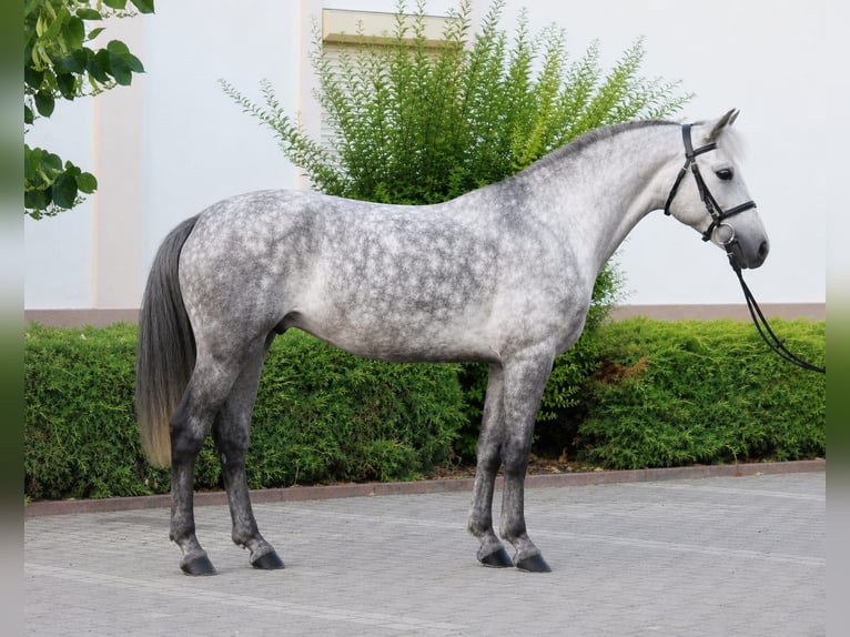 Plus de poneys/petits chevaux Hongre 6 Ans 147 cm Gris in Szarvas