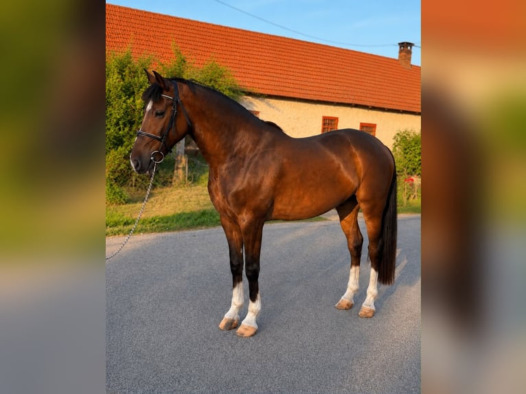 Plus de poneys/petits chevaux Hongre 6 Ans 148 cm Bai in Neu Gaarz