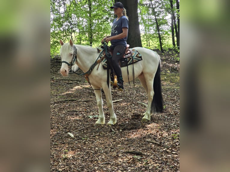 Plus de poneys/petits chevaux Hongre 6 Ans 148 cm Pinto in Linkenbach