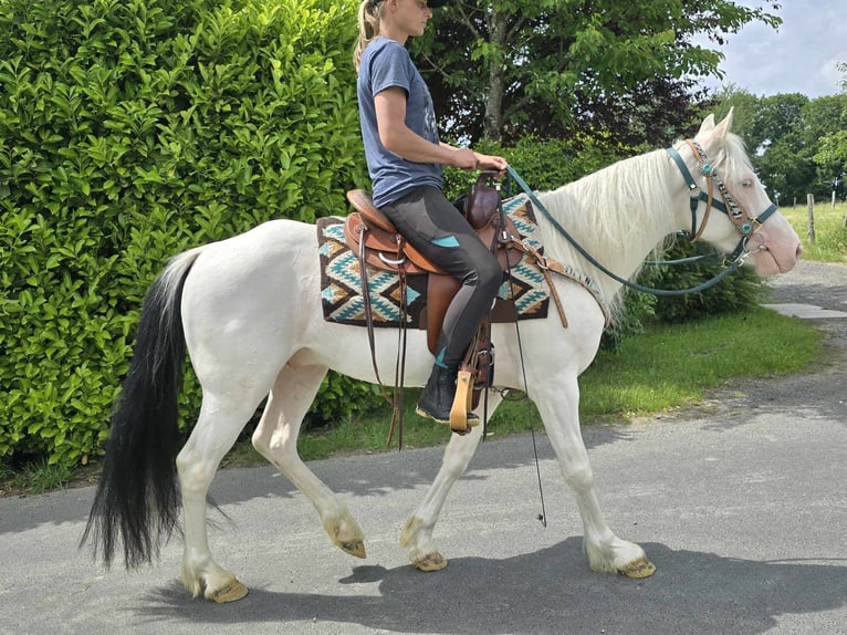 Plus de poneys/petits chevaux Hongre 6 Ans 148 cm Pinto in Linkenbach