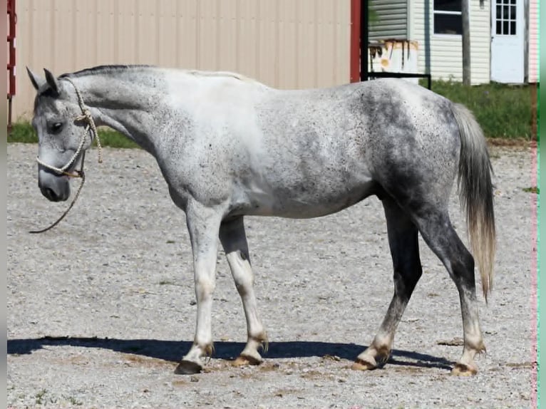 Plus de poneys/petits chevaux Hongre 6 Ans 150 cm Gris in Lipan