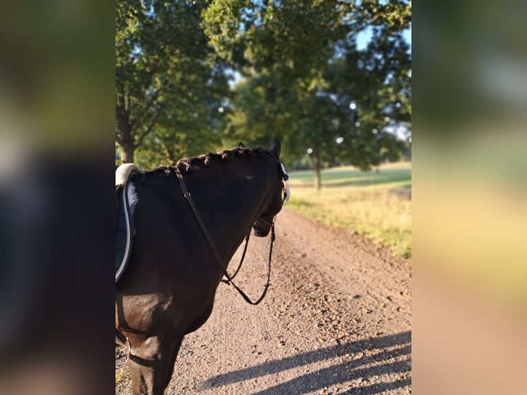 Plus de poneys/petits chevaux Hongre 6 Ans 150 cm Pinto in Sonnewalde