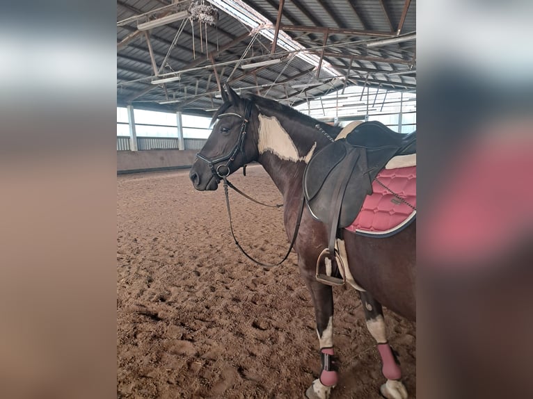 Plus de poneys/petits chevaux Hongre 6 Ans 150 cm Pinto in Sonnewalde