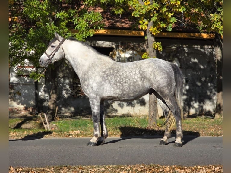 Plus de poneys/petits chevaux Hongre 6 Ans 152 cm Gris pommelé in Békéscsaba Plus de poneys/petits chevaux Hongre 6 Ans 152 cm Gris pommelé in Békéscsaba