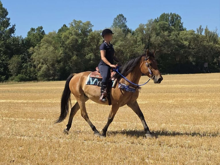 Plus de poneys/petits chevaux Hongre 6 Ans 154 cm Isabelle in Linkenbach