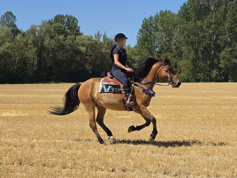 Plus de poneys/petits chevaux Hongre 6 Ans 154 cm Isabelle in Linkenbach