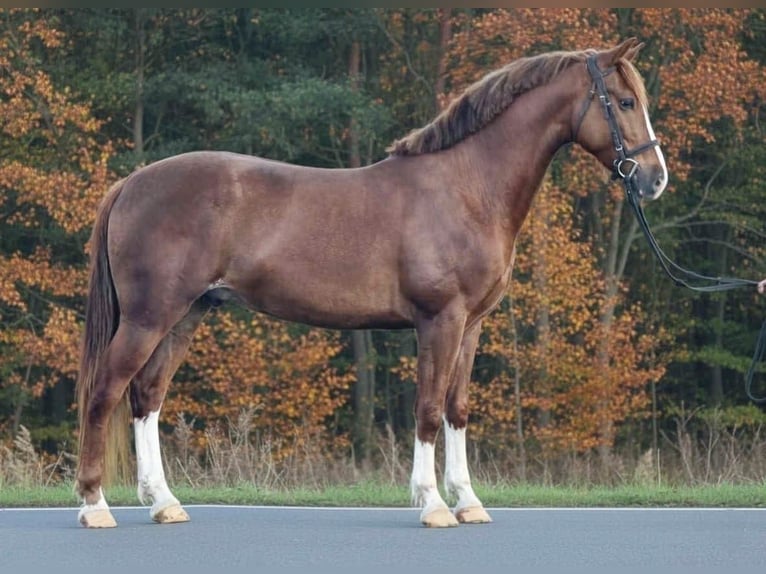 Plus de poneys/petits chevaux Hongre 6 Ans 155 cm Bai in Békéscsaba