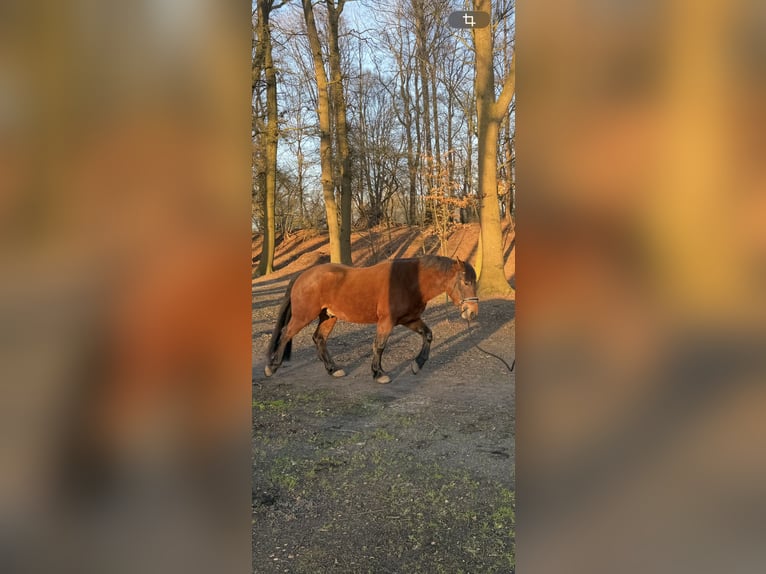 Plus de poneys/petits chevaux Hongre 6 Ans 155 cm Bai in Rheine