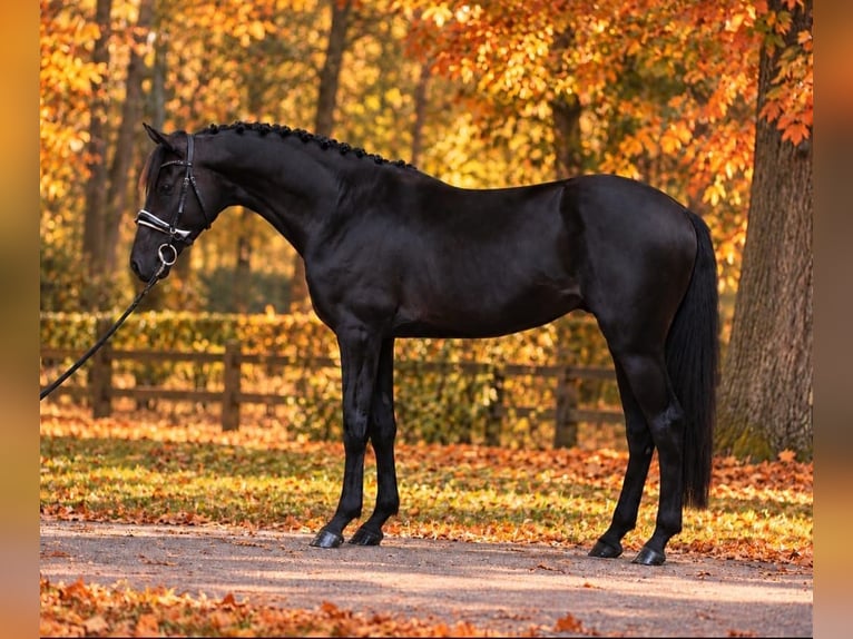 Plus de poneys/petits chevaux Hongre 6 Ans 155 cm Noir in Határ utca 25