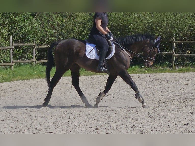 Plus de poneys/petits chevaux Hongre 6 Ans 158 cm Bai brun foncé in Wachtendonk