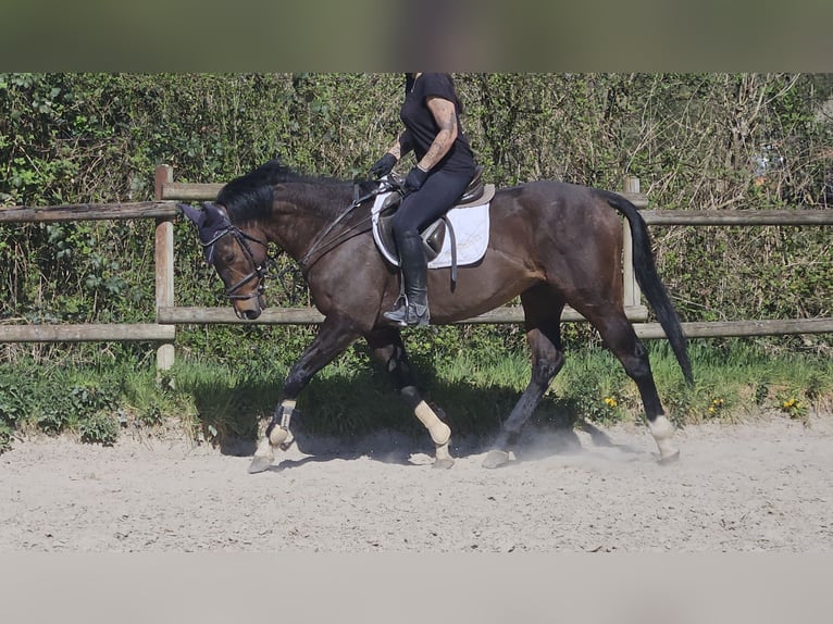 Plus de poneys/petits chevaux Hongre 6 Ans 158 cm Bai brun foncé in Wachtendonk