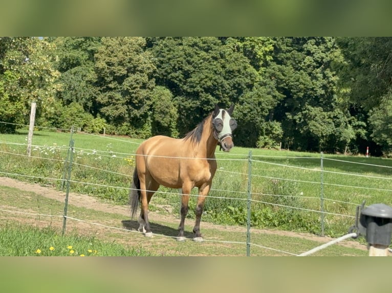 Plus de poneys/petits chevaux Croisé Hongre 6 Ans 158 cm Isabelle in Sonneborn Plus de poneys/petits chevaux Croisé Hongre 6 Ans 158 cm Isabelle in Sonneborn