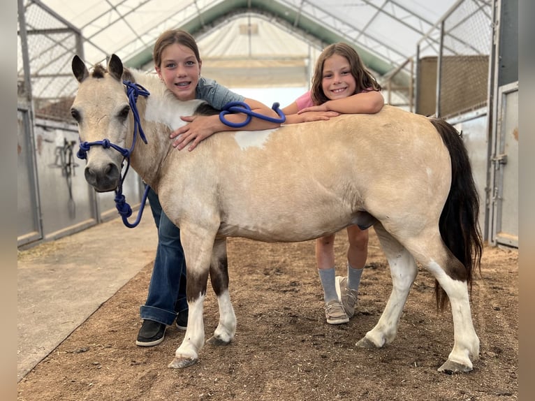 Plus de poneys/petits chevaux Hongre 6 Ans 91 cm Pinto in Lebanon