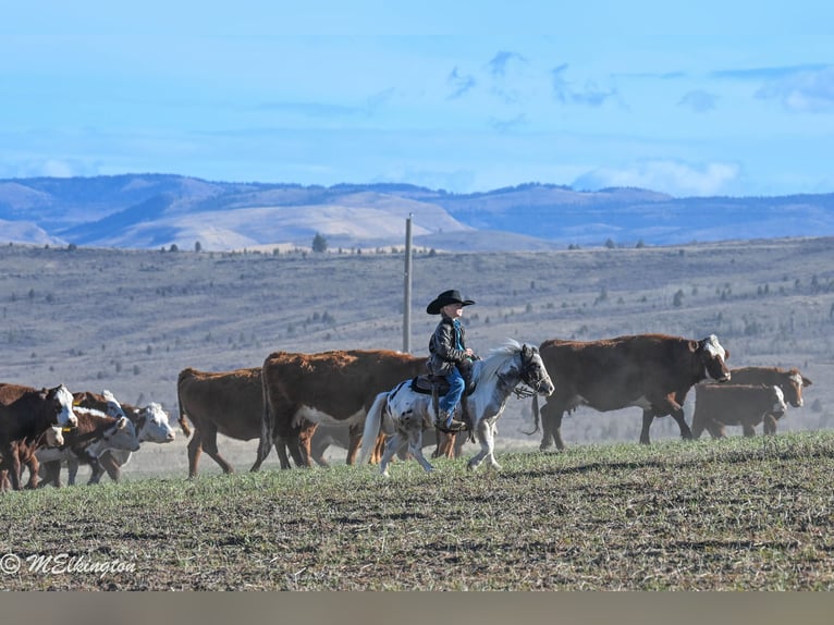 Plus de poneys/petits chevaux Hongre 6 Ans 91 cm in Rigby