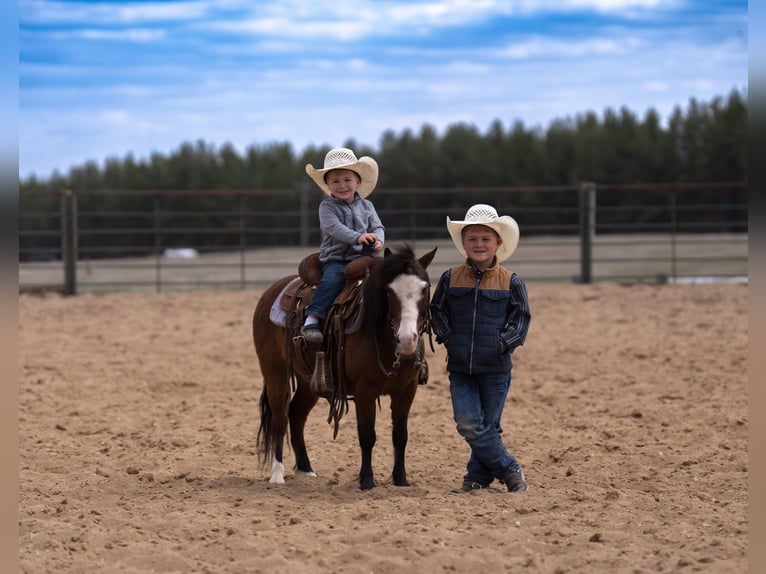 Plus de poneys/petits chevaux Hongre 6 Ans 97 cm Bai cerise in Akeley