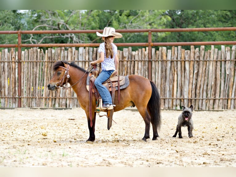 Plus de poneys/petits chevaux Hongre 6 Ans 97 cm Bai cerise in Millsap