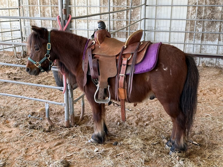 Plus de poneys/petits chevaux Hongre 6 Ans 97 cm Bai cerise in Bloomburg
