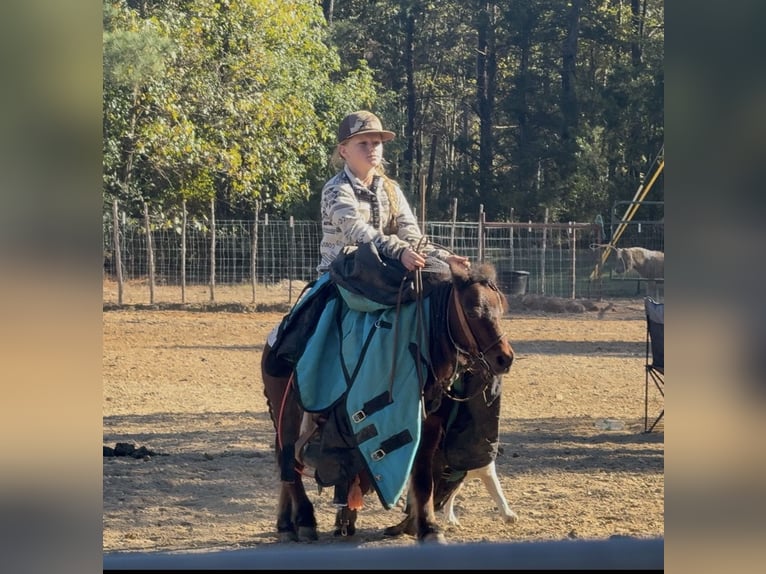 Plus de poneys/petits chevaux Hongre 6 Ans 97 cm Bai cerise in Bloomburg