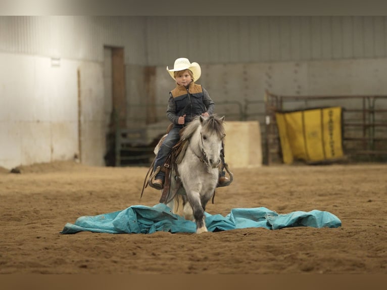 Plus de poneys/petits chevaux Hongre 6 Ans 97 cm Gris in Nevis