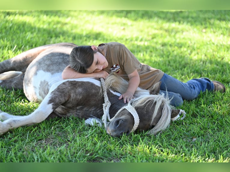 Plus de poneys/petits chevaux Hongre 6 Ans 97 cm Pinto in Bloomburg