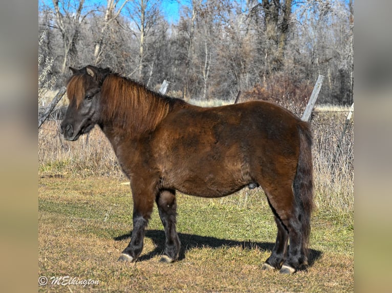 Plus de poneys/petits chevaux Hongre 6 Ans 99 cm Bai in Rigby