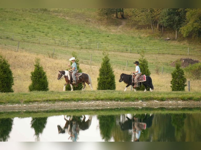 Plus de poneys/petits chevaux Hongre 6 Ans 99 cm Pinto in Fresno