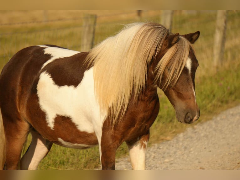 Plus de poneys/petits chevaux Hongre 6 Ans 99 cm Pinto in Fresno