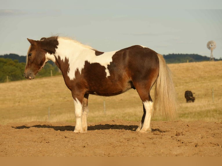 Plus de poneys/petits chevaux Hongre 6 Ans 99 cm Pinto in Fresno