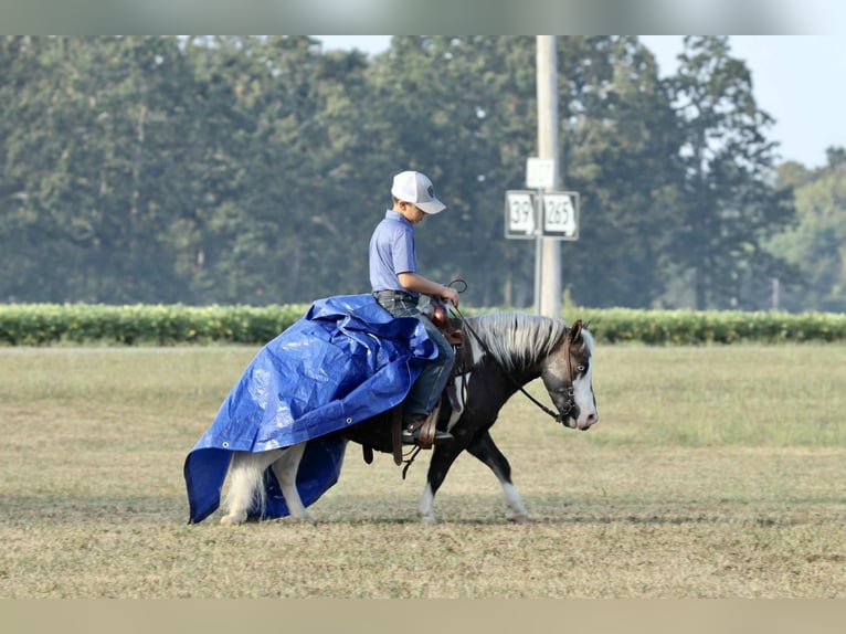Plus de poneys/petits chevaux Hongre 6 Ans 99 cm Pinto in Mount Vernon