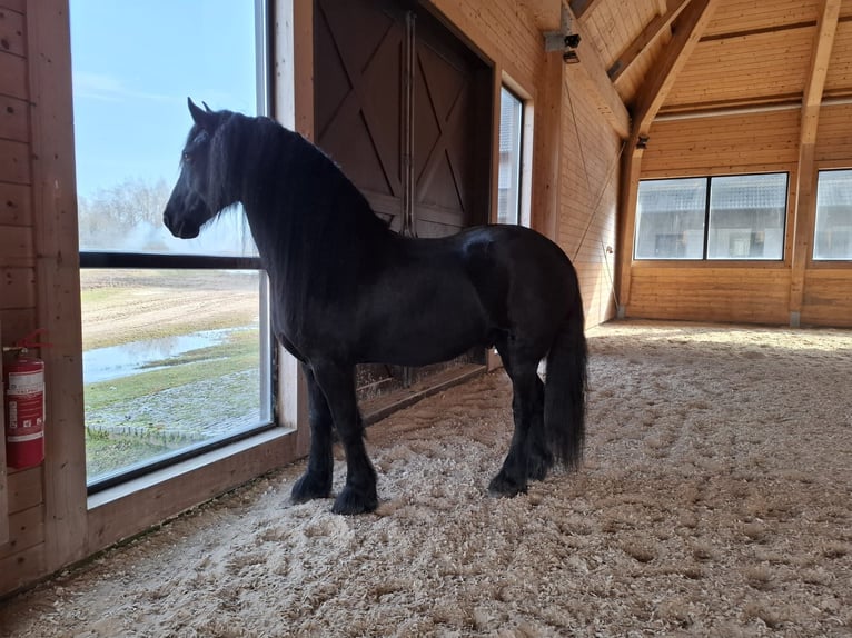 Plus de poneys/petits chevaux Hongre 6 Ans Bai brun in Madona