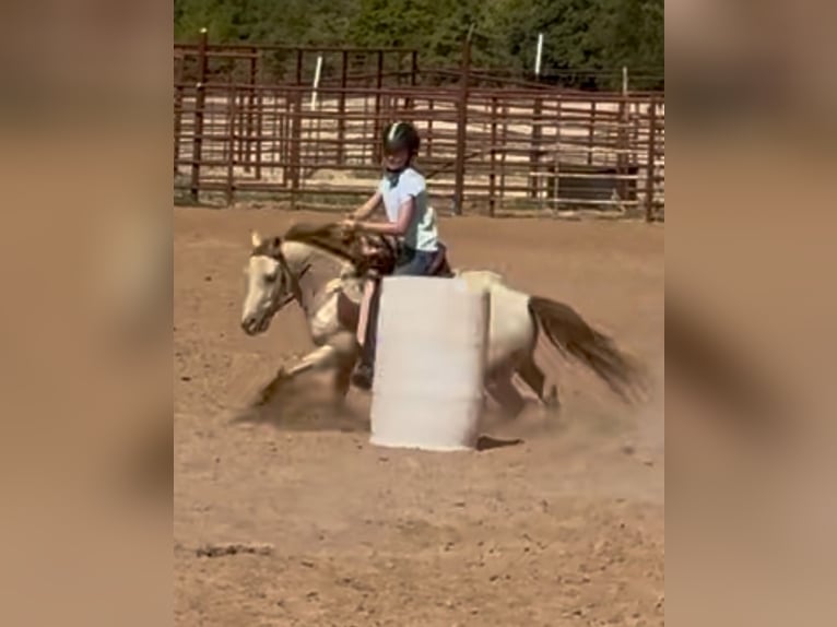 Plus de poneys/petits chevaux Hongre 6 Ans Champagne in Weatherford