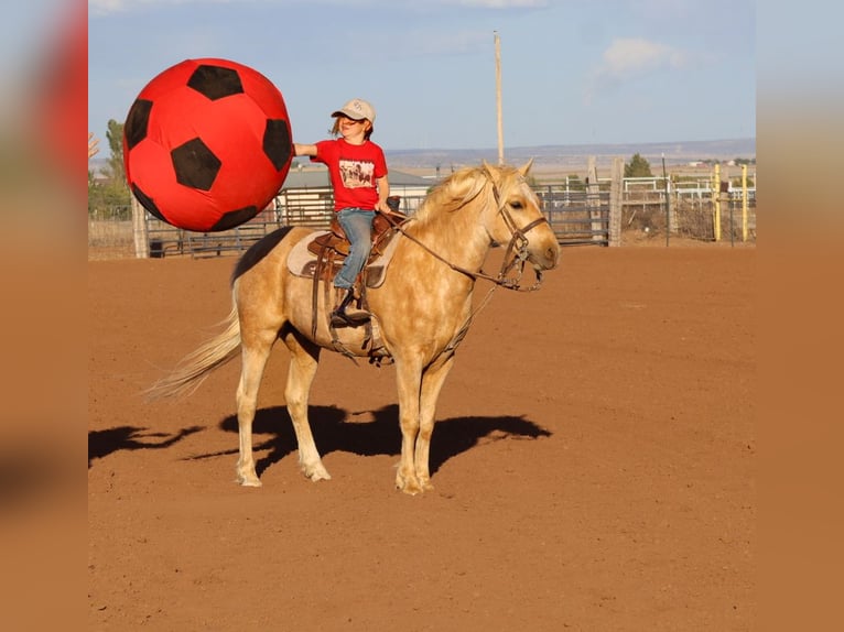 Plus de poneys/petits chevaux Hongre 6 Ans Palomino in Edgewood