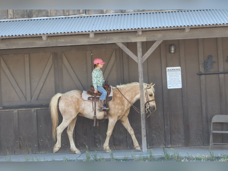 Plus de poneys/petits chevaux Hongre 6 Ans Palomino in Edgewood