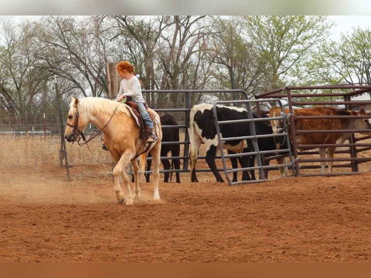 Plus de poneys/petits chevaux Hongre 6 Ans Palomino in Edgewood