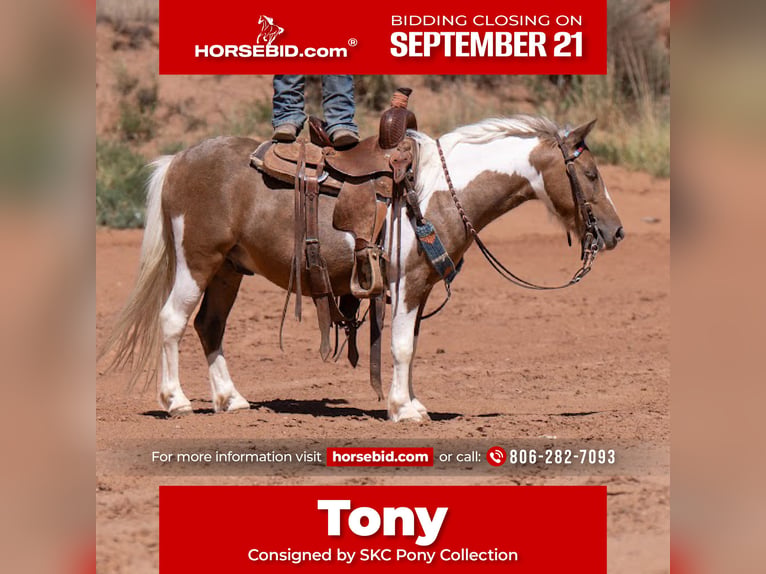 Plus de poneys/petits chevaux Hongre 6 Ans Pinto in Canyon