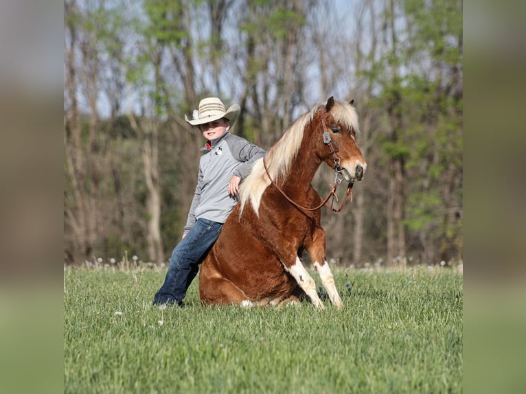 Plus de poneys/petits chevaux Hongre 6 Ans Pinto in Mount Vernon