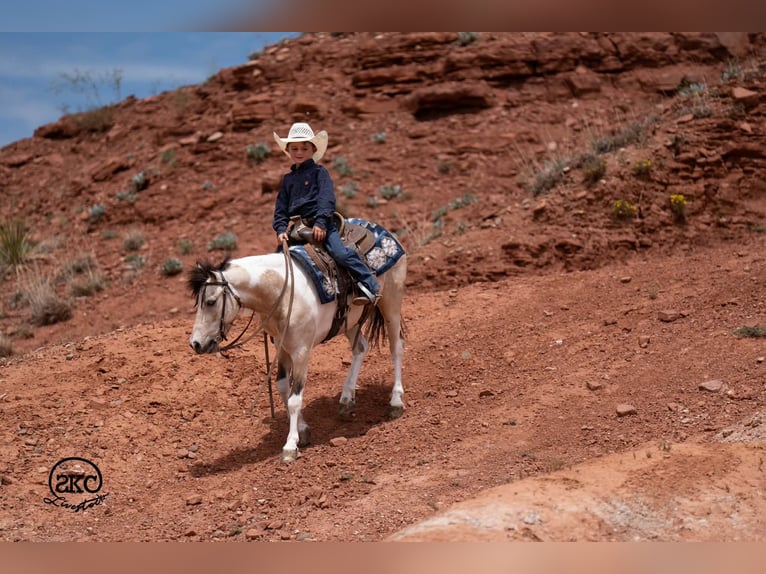 Plus de poneys/petits chevaux Hongre 6 Ans Pinto in Canyon