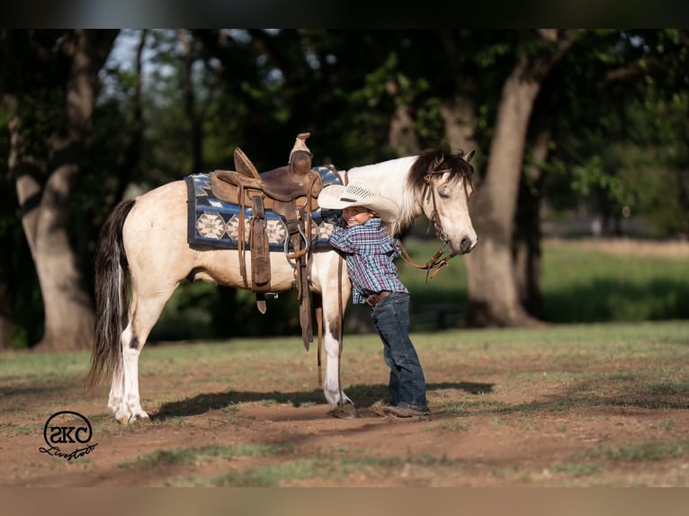 Plus de poneys/petits chevaux Hongre 6 Ans Pinto in Canyon