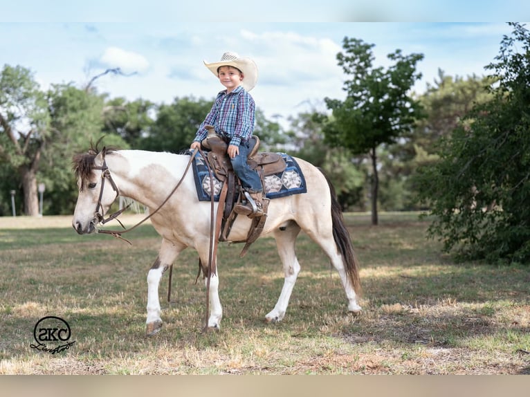Plus de poneys/petits chevaux Hongre 6 Ans Pinto in Canyon