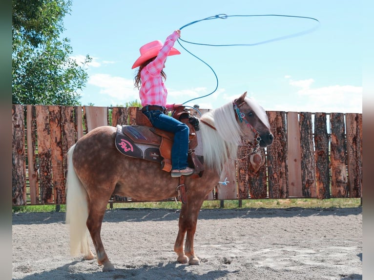 Plus de poneys/petits chevaux Hongre 7 Ans 102 cm Palomino in Congress